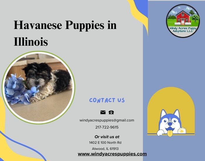 Charming Havanese Puppies Available In Illinois!
